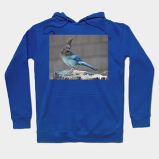 Wild birds, Stellar's Jay, wildlife, blue jay Hoodie